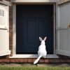 rabbit-cat-flap