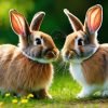 rabbit-social-behavior