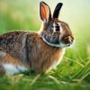 Rabbits and Grasshoppers: An Unlikely Menu?