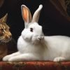 Can Your Bunny Benefit From a Cat Scratcher? Discover How!